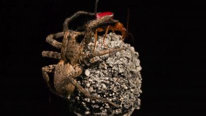 世界上最接近「会喷火」的生物，没想到是它...