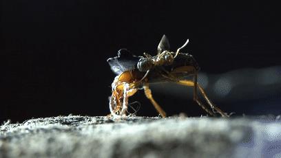 世界上最接近「会喷火」的生物，没想到是它...
