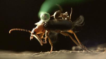 世界上最接近「会喷火」的生物，没想到是它...
