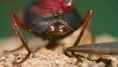 世界上最接近「会喷火」的生物，没想到是它...