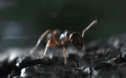 世界上最接近「会喷火」的生物，没想到是它...