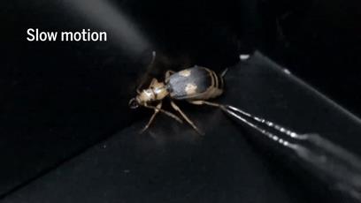世界上最接近「会喷火」的生物，没想到是它...