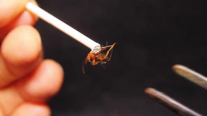 世界上最接近「会喷火」的生物，没想到是它...