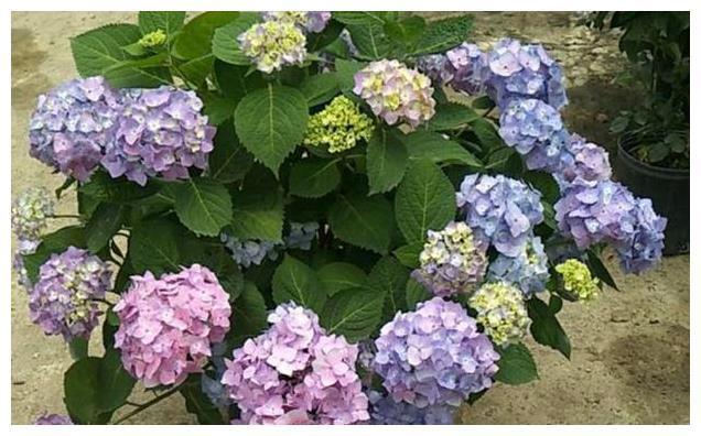 绣球花只长叶不开花？“3个方法”学起来，叶多、花多、花朵大！