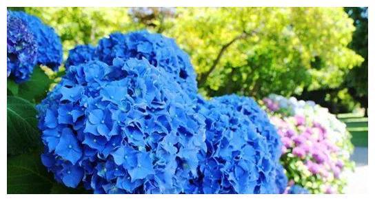 绣球花只长叶不开花？“3个方法”学起来，叶多、花多、花朵大！