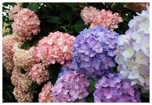 绣球花只长叶不开花？“3个方法”学起来，叶多、花多、花朵大！