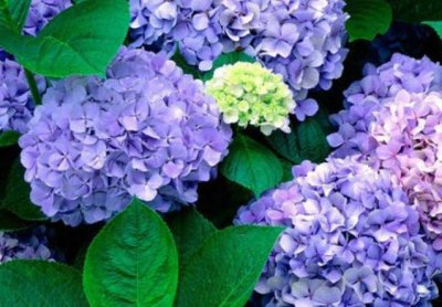 ​绣球花只长叶不开花？“3个方法”学起来，叶多、花多、花朵大！