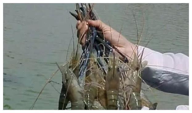 世界上最大的“淡水虾王”：体长1.2米，众人老把它当龙虾看