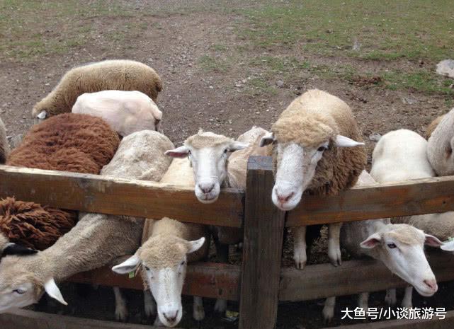 世界上最奇葩的羊：一受惊吓就会晕倒，每周都要晕25次以上