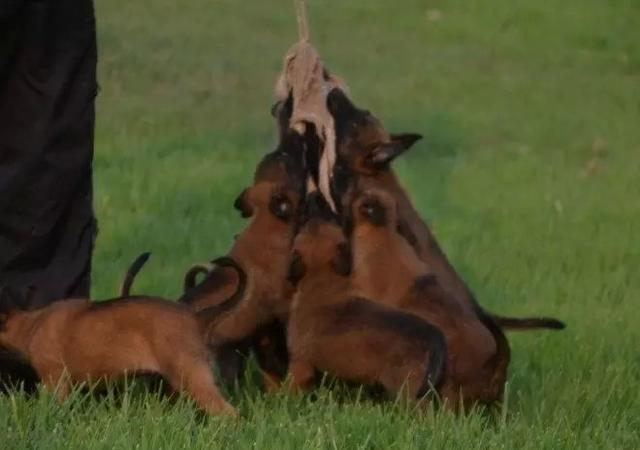 小马犬怎么训练马犬训练的基本要领