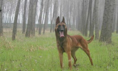 ​小马犬怎么训练马犬训练的基本要领