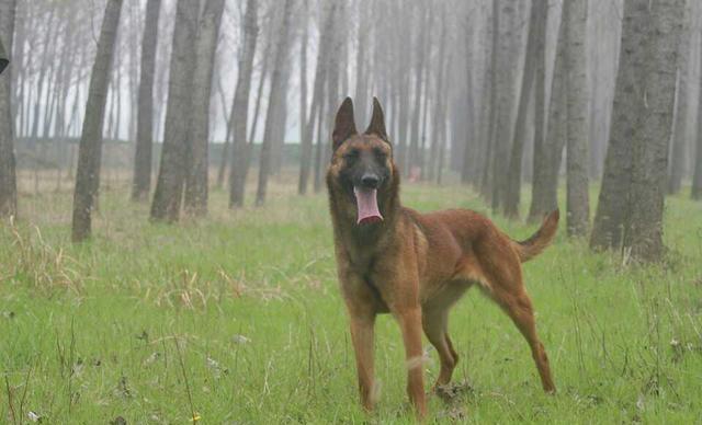 小马犬怎么训练马犬训练的基本要领