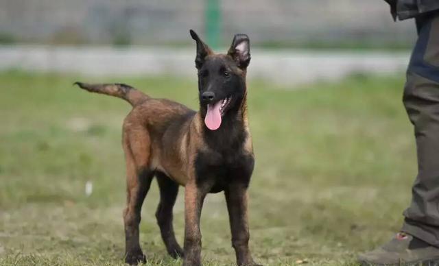 小马犬怎么训练马犬训练的基本要领