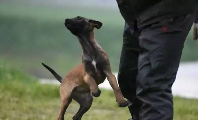小马犬怎么训练马犬训练的基本要领