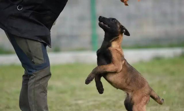 小马犬怎么训练马犬训练的基本要领