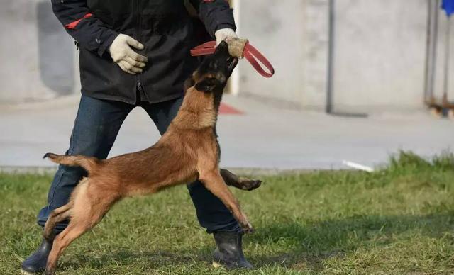 小马犬怎么训练马犬训练的基本要领