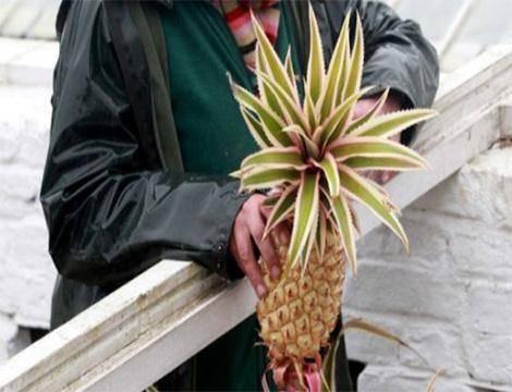 世界上最贵的水果，最后一种被称为“液体黄金”，你吃过几种？