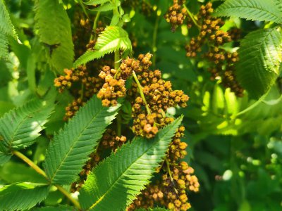 ​珍珠梅什么时候开花