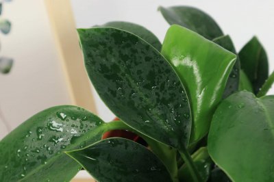 ​金牛座的幸运植物——水培金钻
