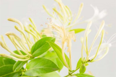 ​金银花什么时候开花