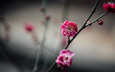 ​梅花是什么样子的