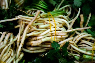 ​鱼腥草是什么东西，鱼腥草长什么样子