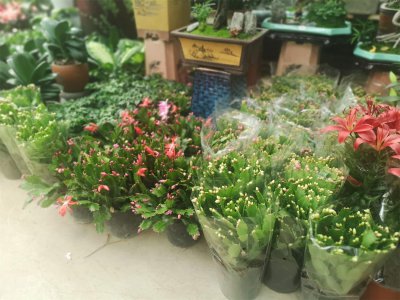 ​蟹爪兰夏天怎么浇水