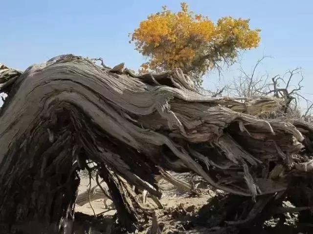 最全的胡杨林照片，美到让人窒息..