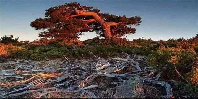 最全的胡杨林照片，美到让人窒息..