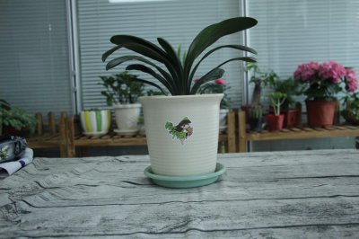 ​君子兰怎么养才能开花