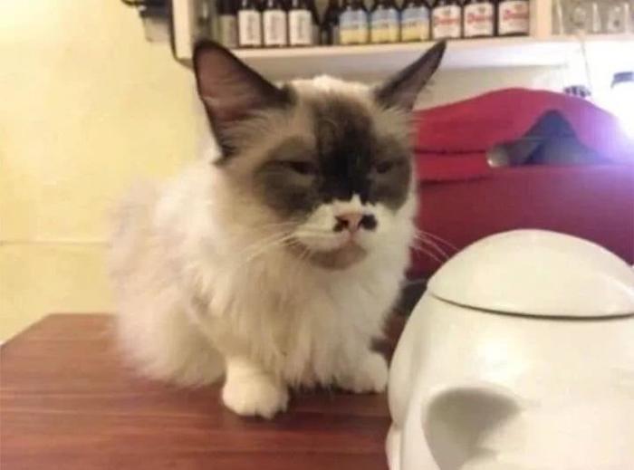 最丑的猫长啥样？快来看看这5只丑猫，网友：第4只像猴子！