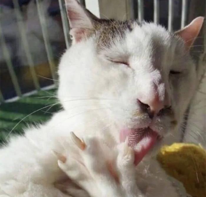 最丑的猫长啥样？快来看看这5只丑猫，网友：第4只像猴子！