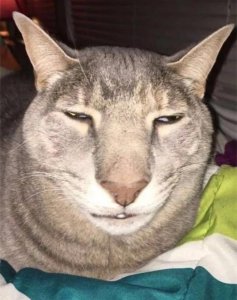 ​最丑的猫长啥样？快来看看这5只丑猫，网友：第4只像猴子！