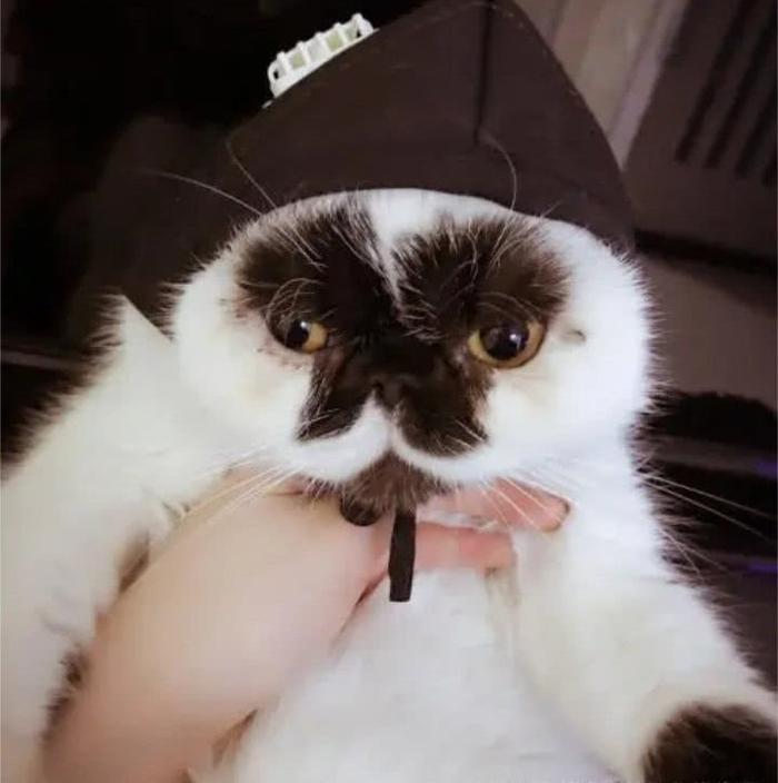最丑的猫长啥样？快来看看这5只丑猫，网友：第4只像猴子！