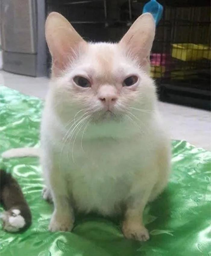 最丑的猫长啥样？快来看看这5只丑猫，网友：第4只像猴子！