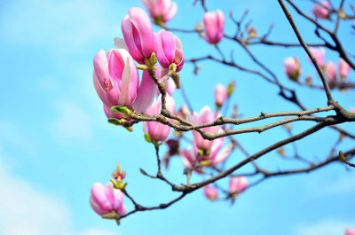 ​营口适合养什么花，市花和市树是什么