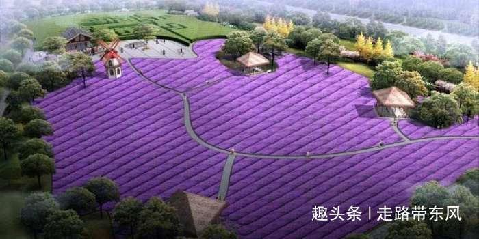 杭州抖音网红打卡地标“花海”三天被毁，网友问为什么不收门票？