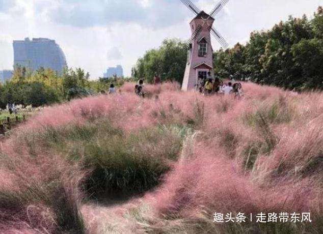 杭州抖音网红打卡地标“花海”三天被毁，网友问为什么不收门票？