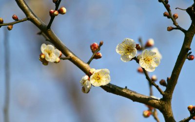 ​十二个月的花神和花语