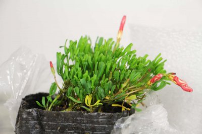 ​酢浆草怎么种