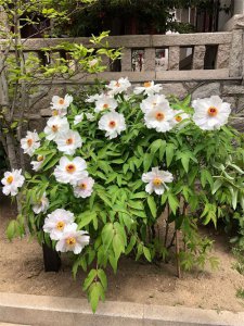​哈密适合养什么花，市花和市树是什么