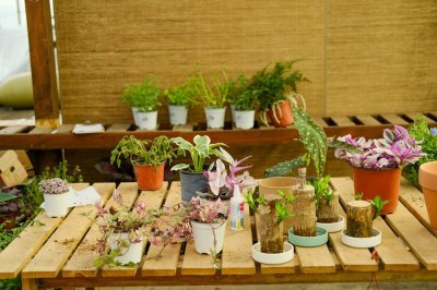 ​密花石斛的繁殖方式