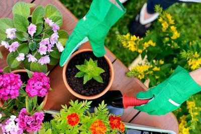 ​白晶菊怎么养护开花更好