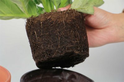 ​大岩桐有什么作用