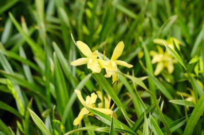​兰花怎样生根（长根条件介绍）