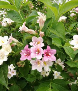 ​锦带花如何盆栽