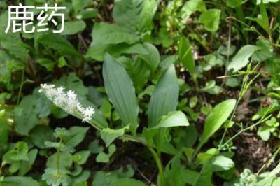 ​鹿药和玉竹的区别