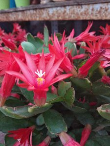 ​假昙花的繁殖方法大全