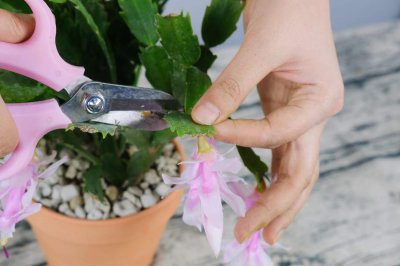 ​如何使蟹爪兰在圣诞开花