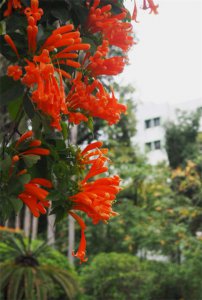 ​炮仗花的冬天养殖禁忌